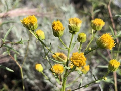 Erigeron inornatus