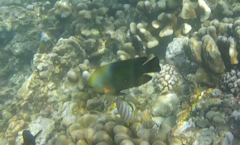 Neoglyphidodon crossi