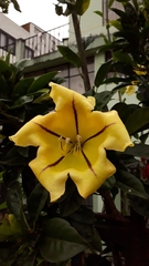 Solandra grandiflora