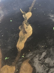 Pectinatella magnifica