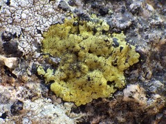 Rhizocarpon geographicum