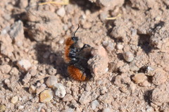 Pseudomethoca anthracina