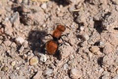 Pseudomethoca anthracina