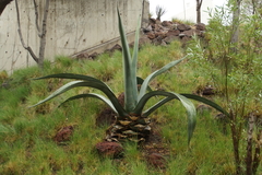 Agave