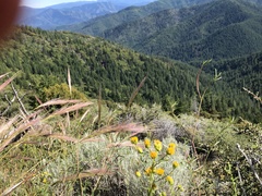Erigeron inornatus