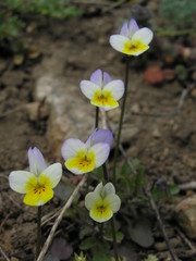 Viola hymettia