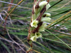Dichromanthus michuacanus