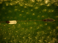 Trullifiorinia acaciae