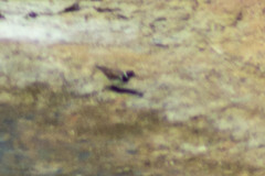 Charadrius hiaticula