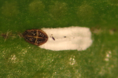 Trullifiorinia acaciae