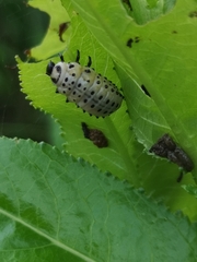 Chrysomela vigintipunctata
