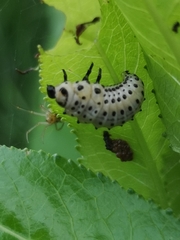 Chrysomela vigintipunctata