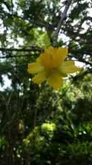 Leuenbergeria guamacho