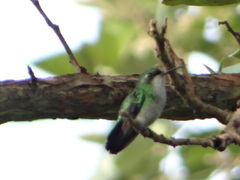 Chlorostilbon mellisugus