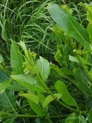 Chrysomela vigintipunctata