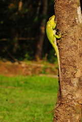 Calotes nemoricola