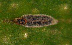 Trullifiorinia acaciae