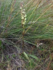 Dichromanthus michuacanus