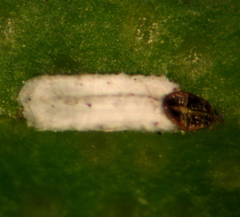 Trullifiorinia acaciae