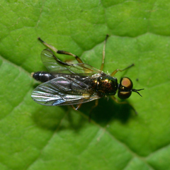 Actina viridis