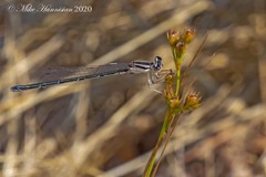 Enallagma doubledayi