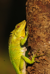 Calotes nemoricola