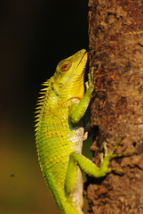 Calotes nemoricola
