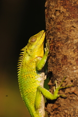 Calotes nemoricola