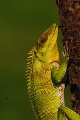 Calotes nemoricola