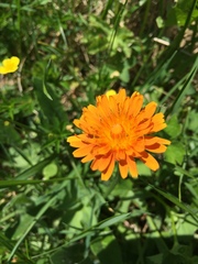 Crepis aurea