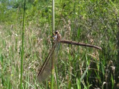 Ascaloptynx appendiculata
