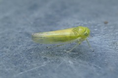 Alebra albostriella