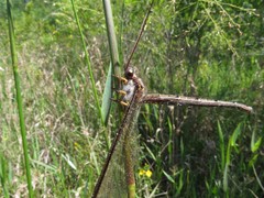 Ascaloptynx appendiculata