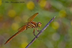 Libellula auripennis