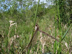 Ascaloptynx appendiculata