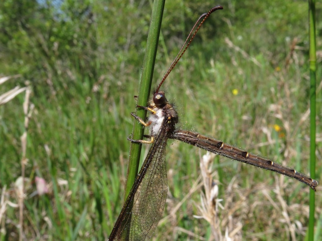 Ascaloptynx appendiculata