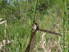 Ascaloptynx appendiculata