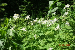 Aquilegia coerulea