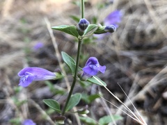 Scutellaria antirrhinoides
