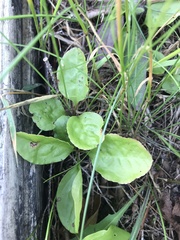Pyrola elliptica