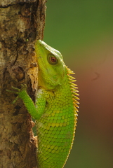 Calotes nemoricola