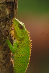 Calotes nemoricola