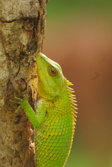 Calotes nemoricola