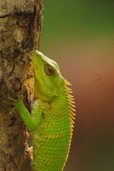 Calotes nemoricola