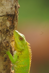 Calotes nemoricola