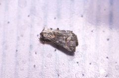 Abrostola tripartita