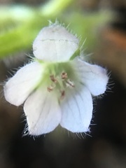 Nemophila spatulata