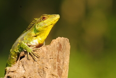 Calotes nemoricola