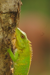 Calotes nemoricola