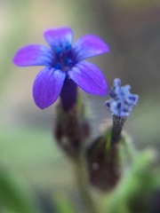 Allophyllum gilioides